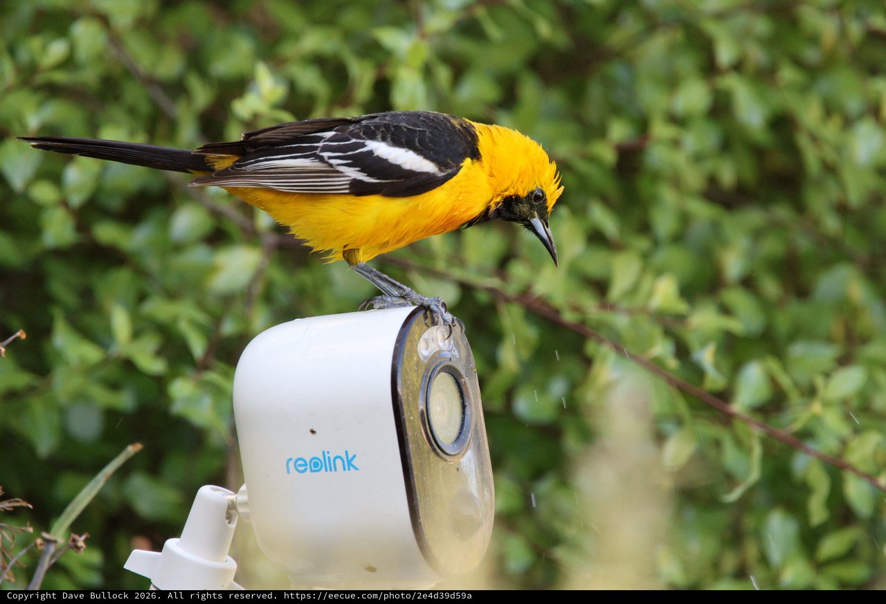 Hooded Oriole Perched on Security Camera