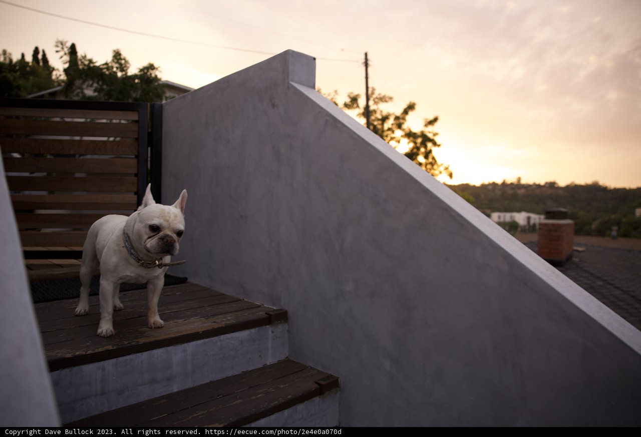 Bulldog Renaissance: Majestic Dog at Dusk