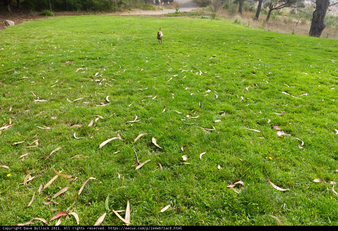 Running Free