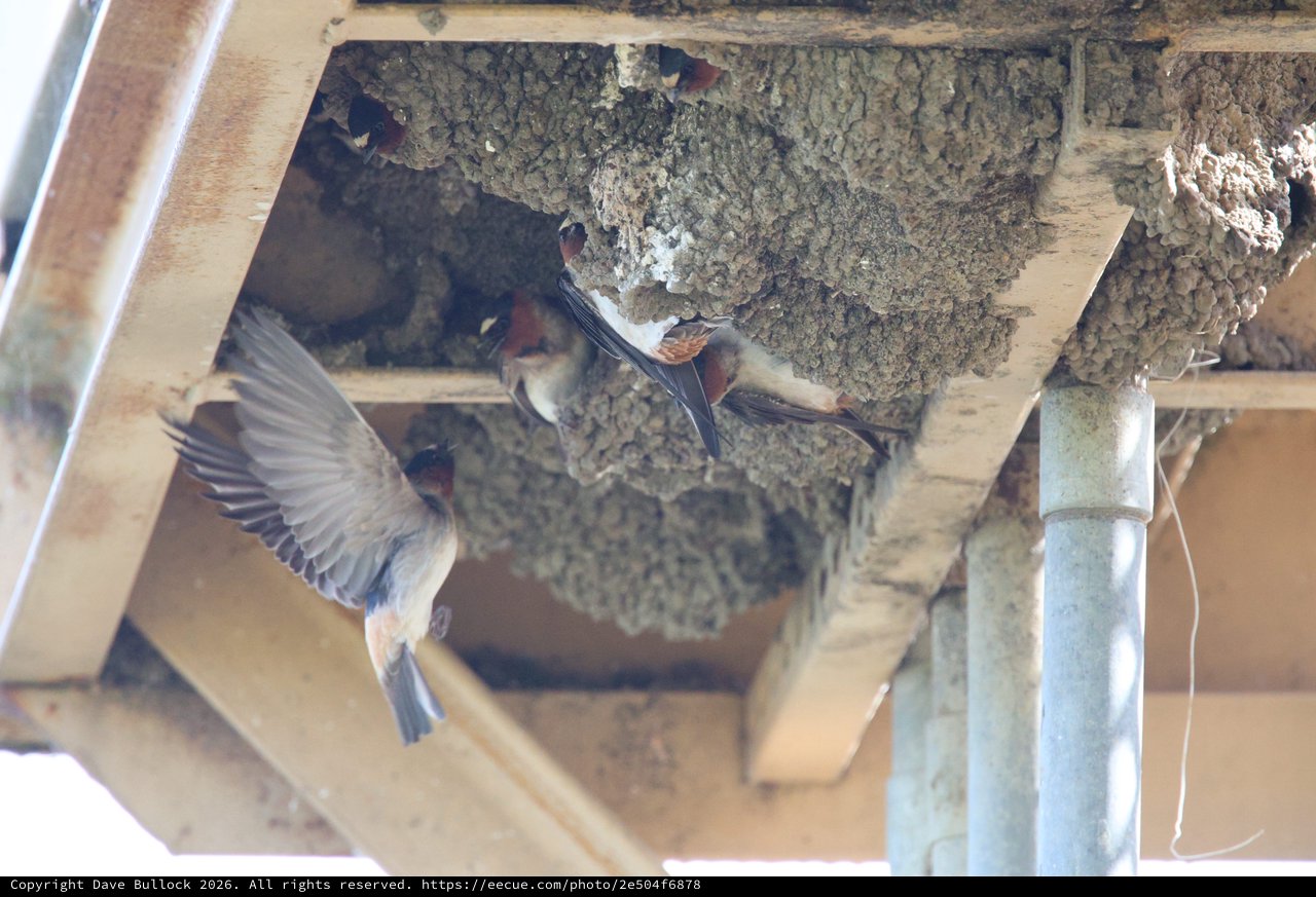 Cliff Swallows Tending to Their Mud Nests
