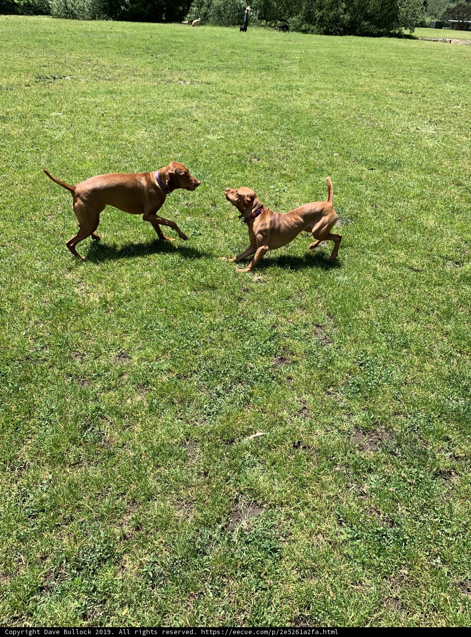 Fun in the sun with two playful pups