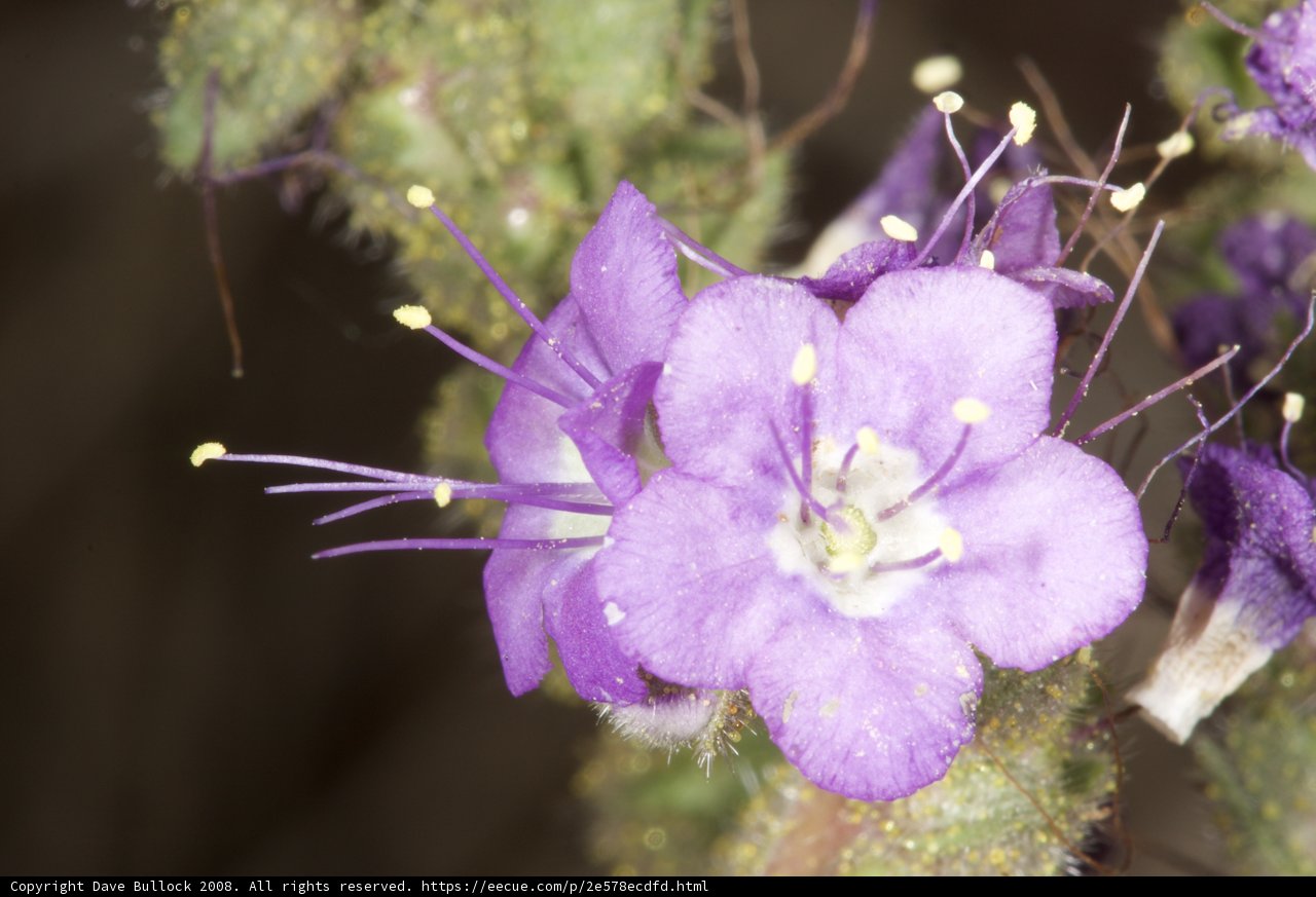 Purple Geranium Flower and Small White Flowers