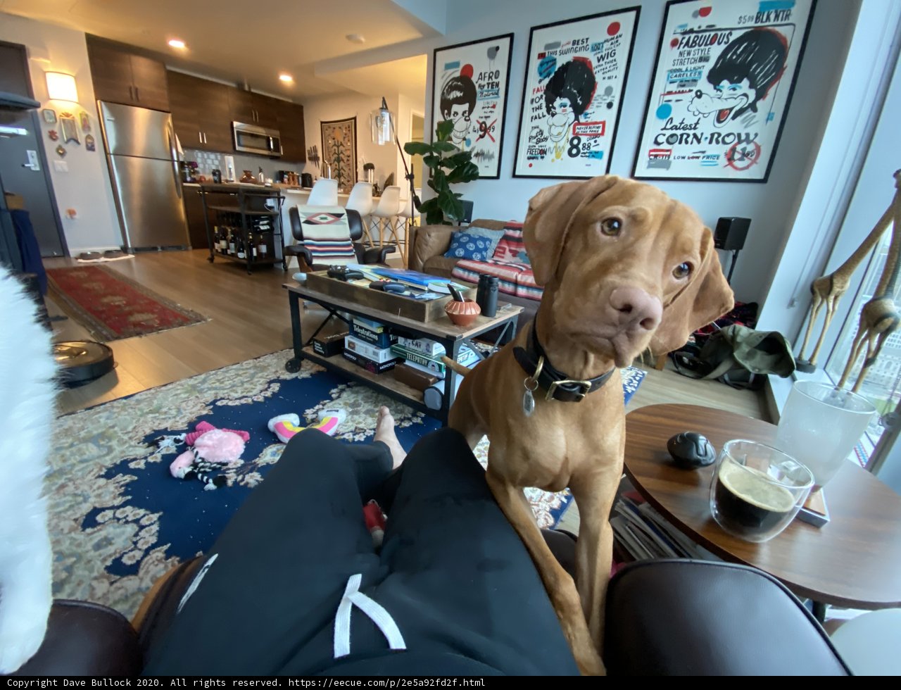 Canine Companion in Cozy Living Room