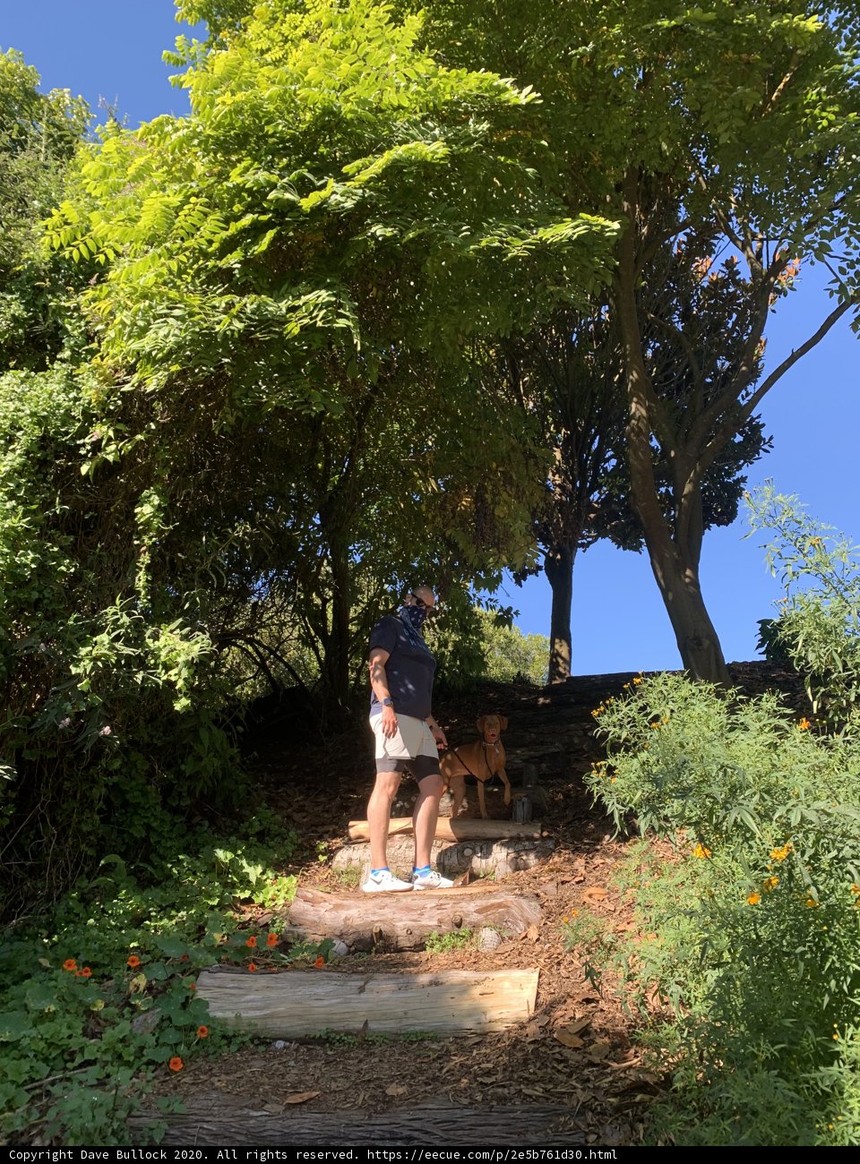 A Man and his Canine Companion in the Heart of Golden Gate Park