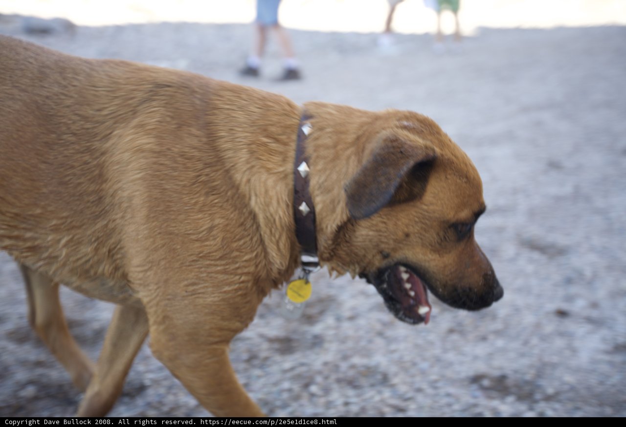Canine Companion on the Gravel Road