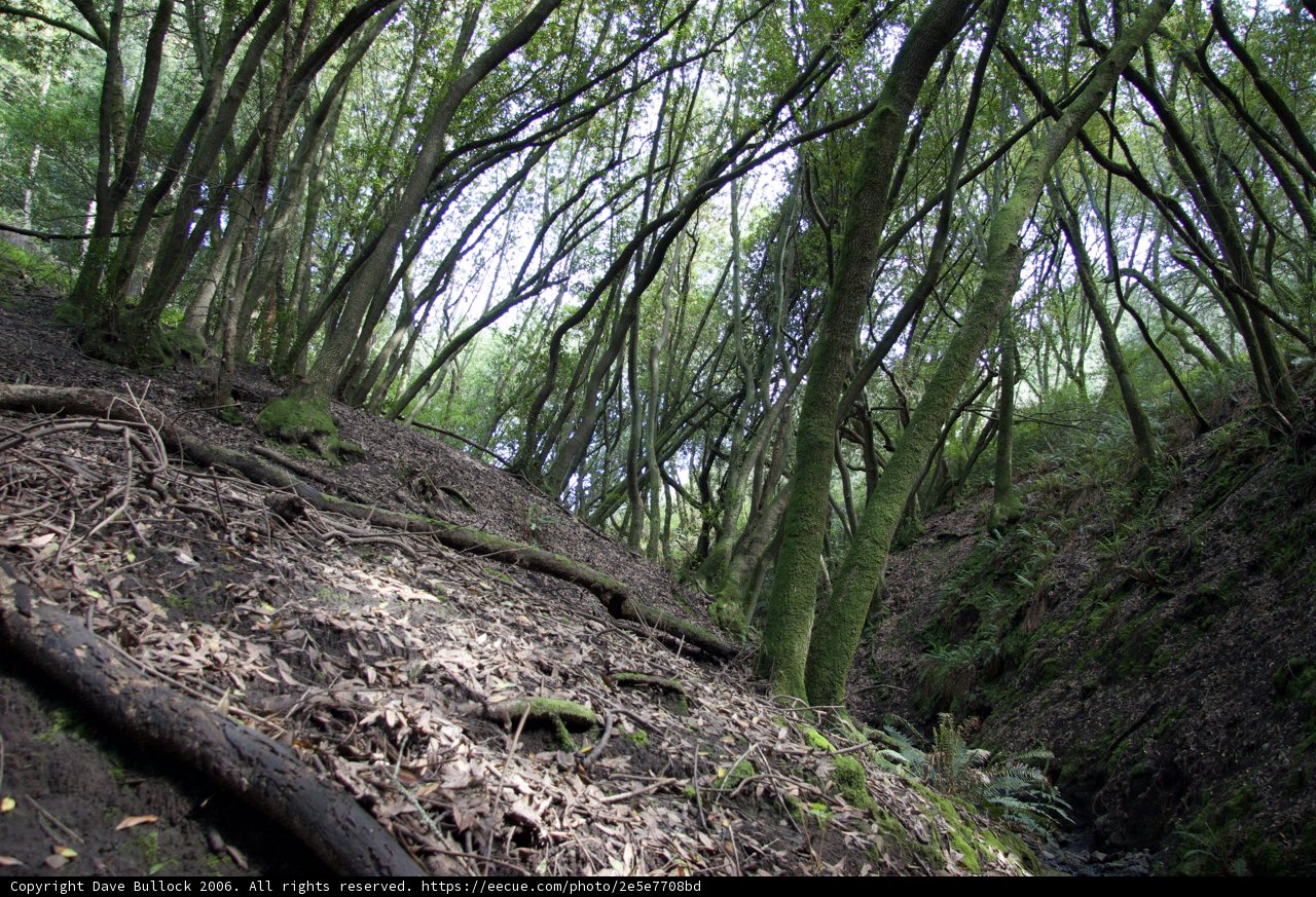 Serene Stream in Verdant Forest