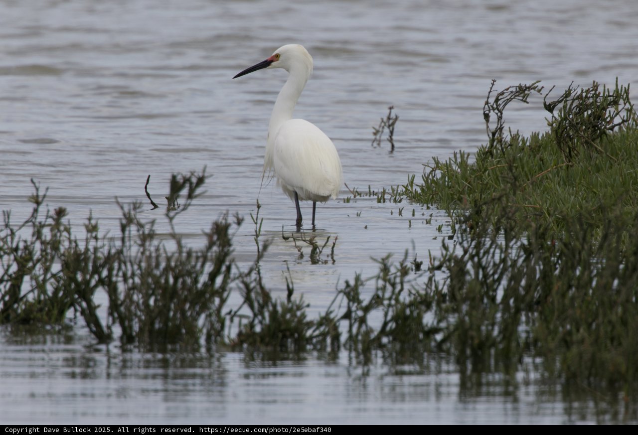 Graceful Hunters of the Wetlands