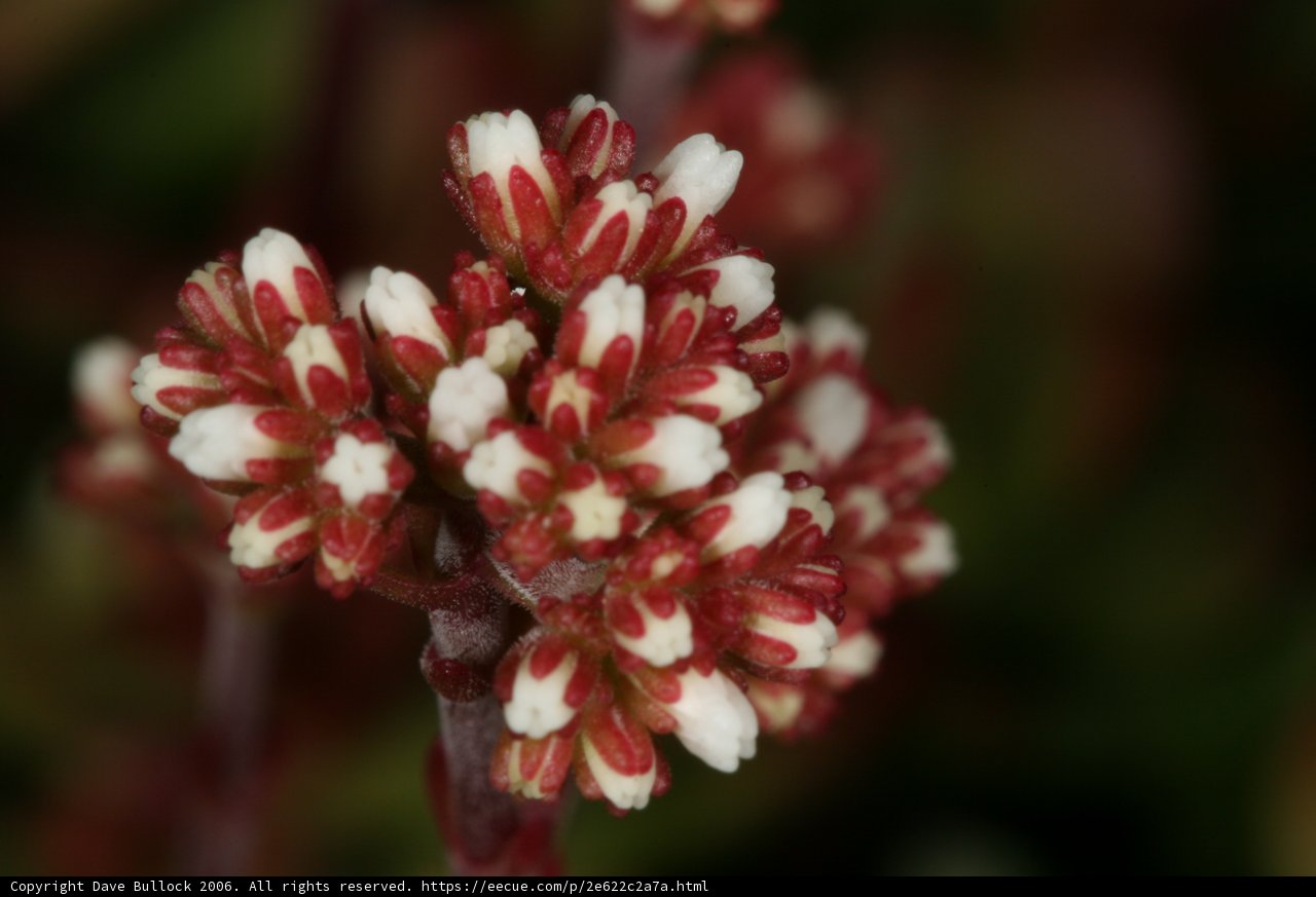 Red and White Beauty