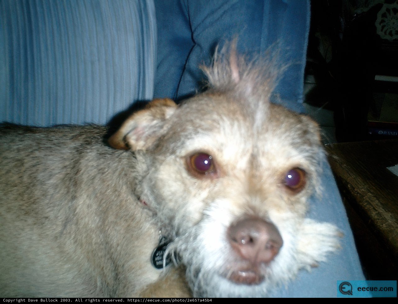 A Cool Canine on the Couch