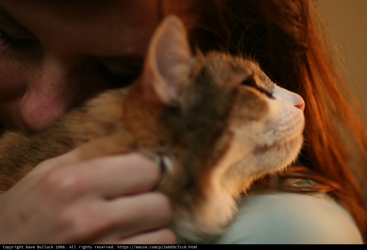 Cuddling with my Abyssinian
