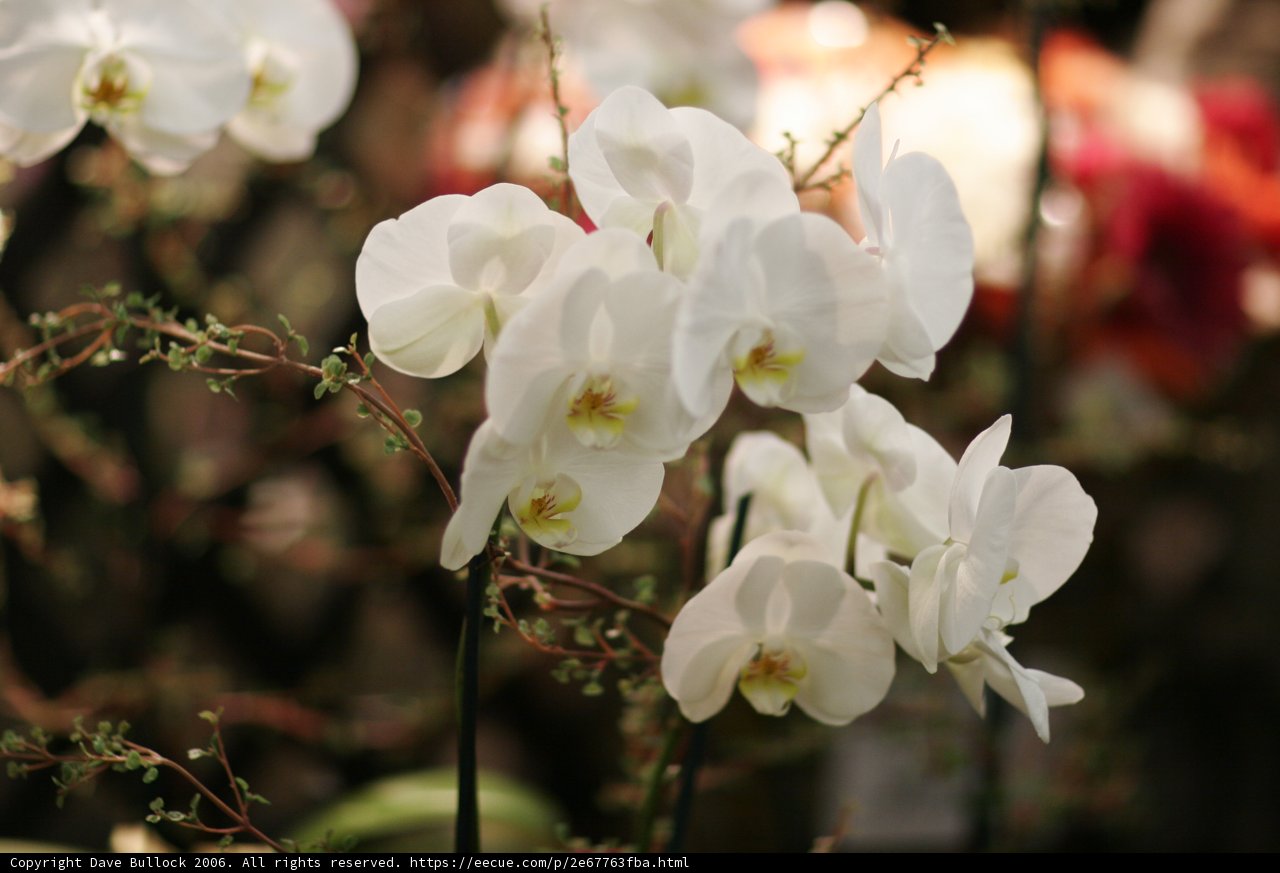 Beautiful White Orchids