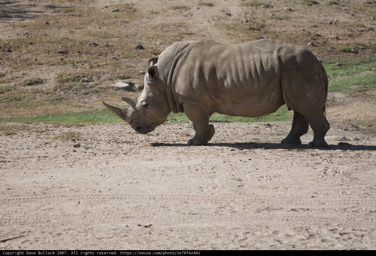 Majestic Rhino on the Move