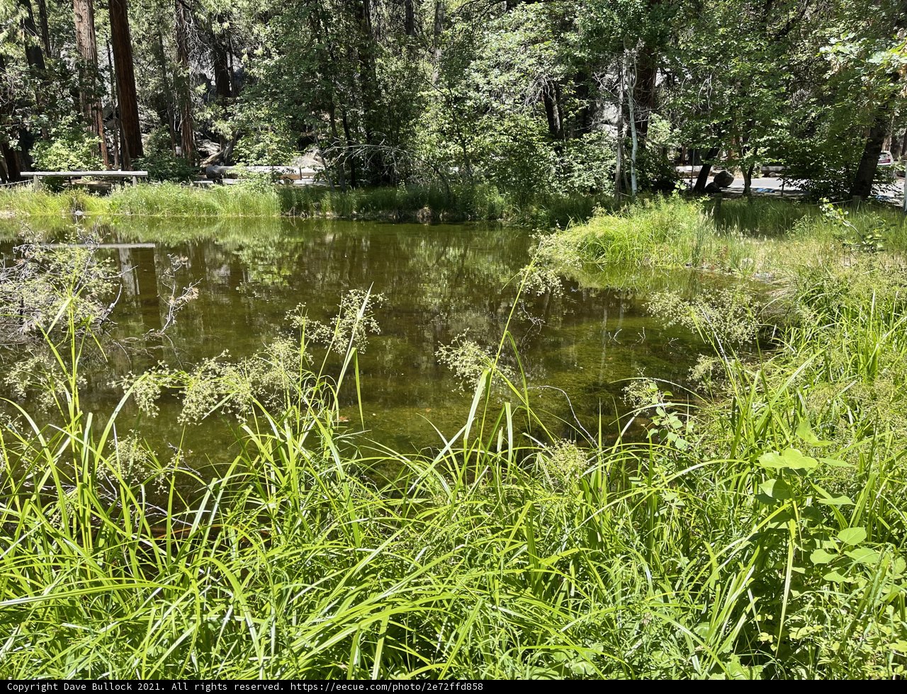 Tranquil Pond in the Woodland