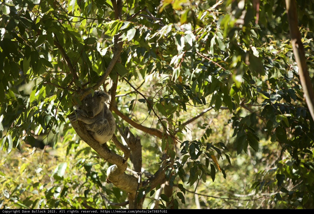 A Tranquil Afternoon with the Koala