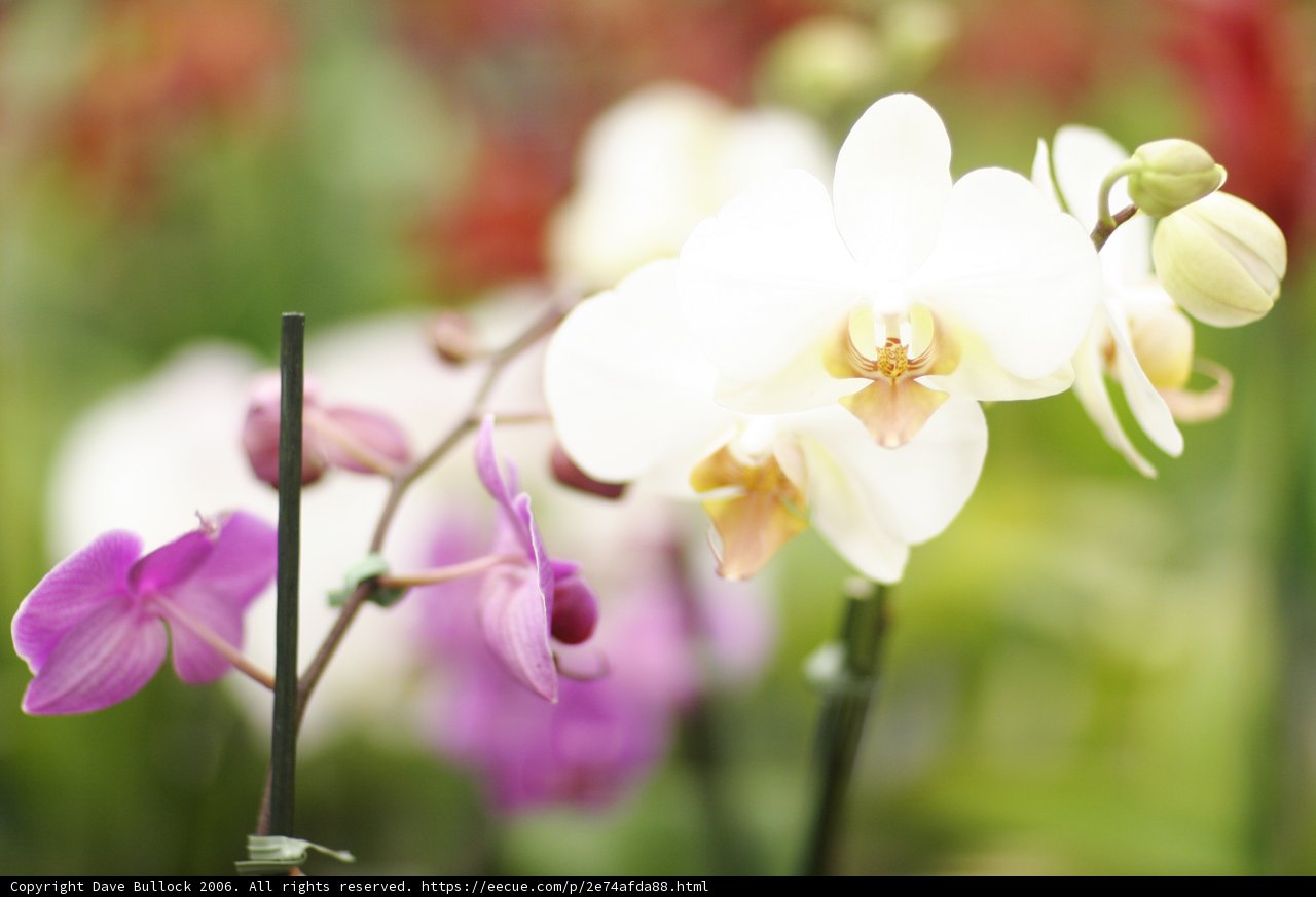 A Garden Full of Orchids