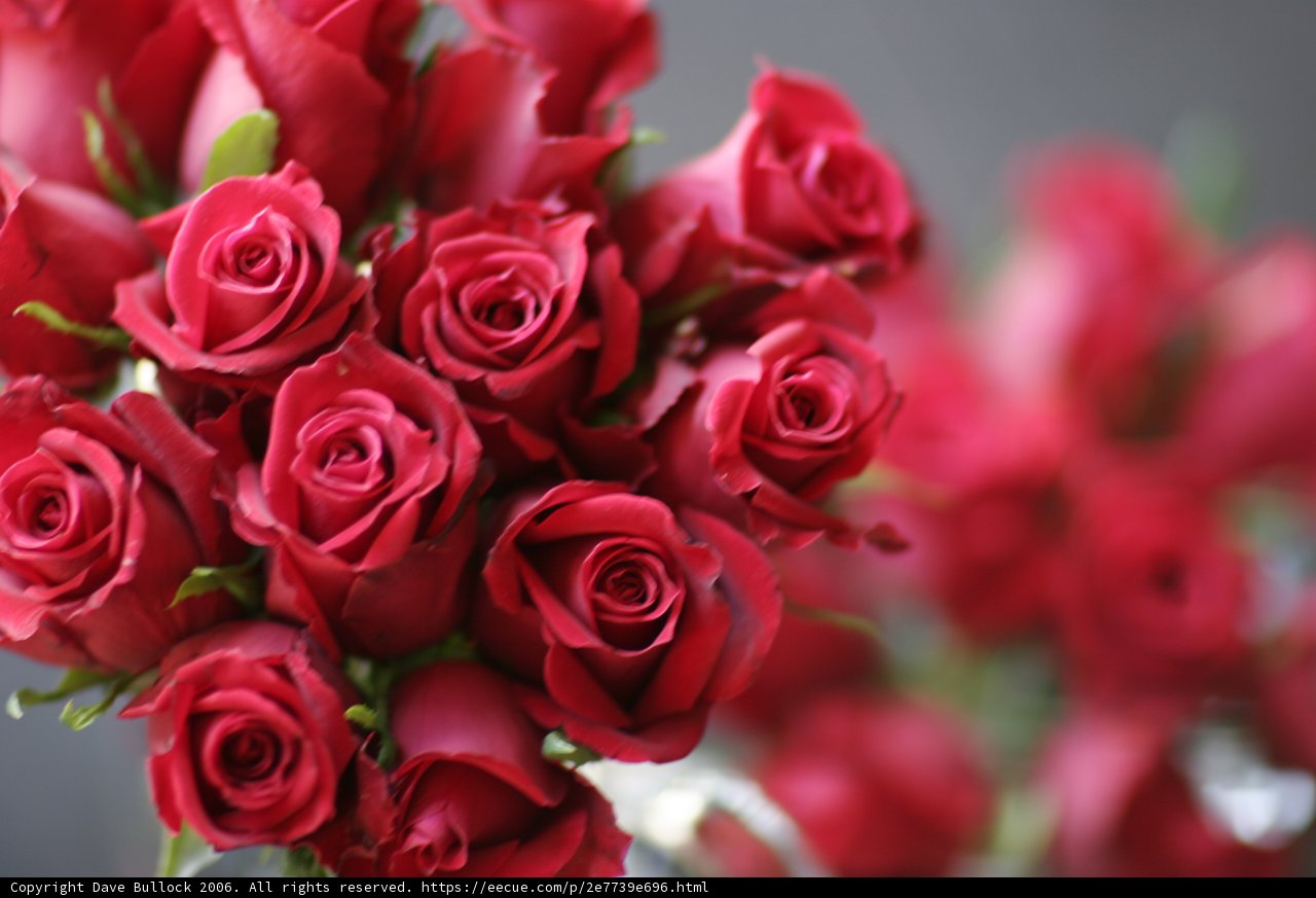 Stunning Bouquet of 13 Red Roses