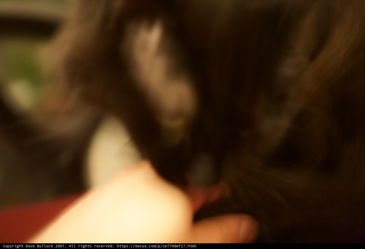 Fuzzy Feline Friend