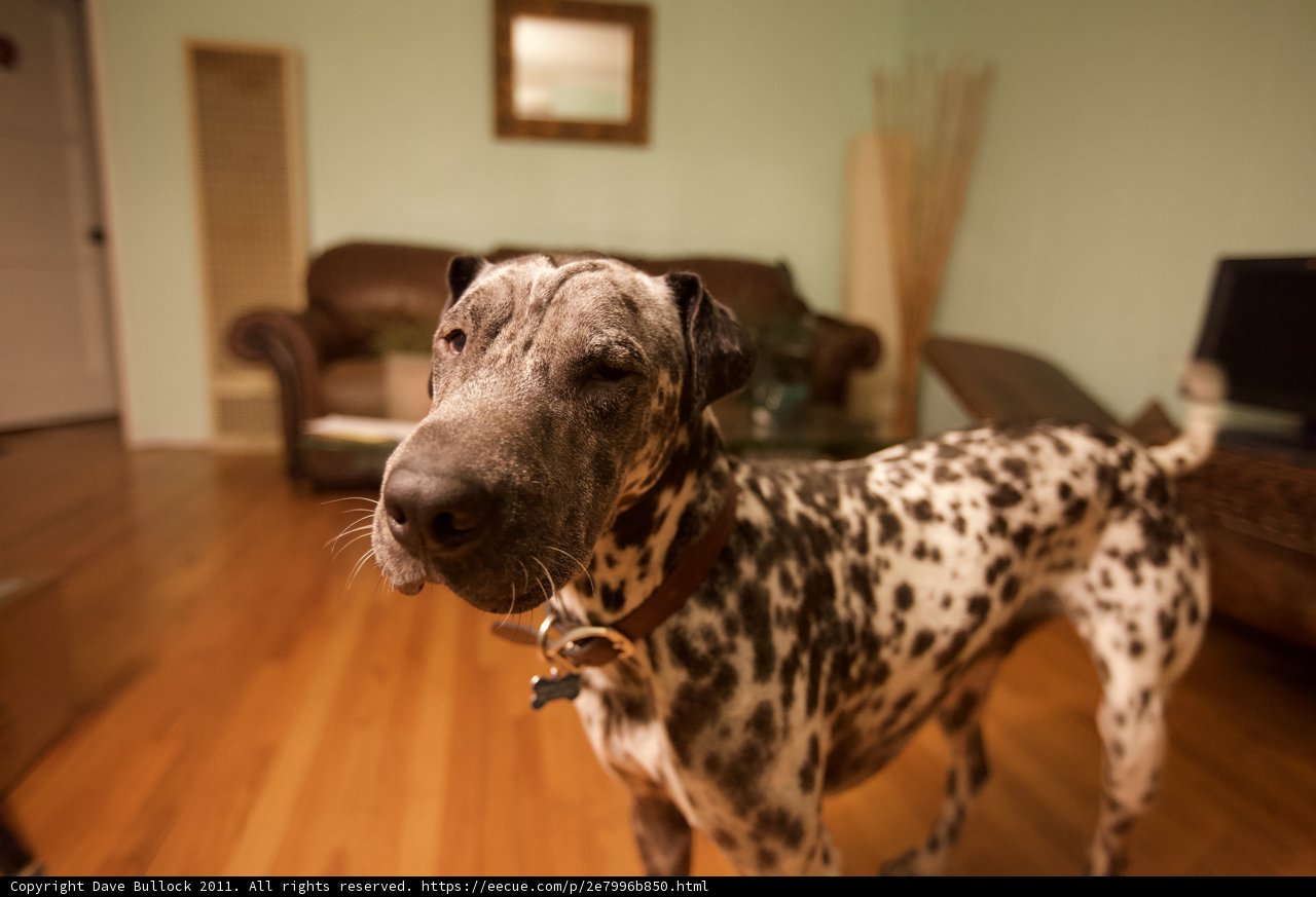 Wooden Floors and Canine Paws
