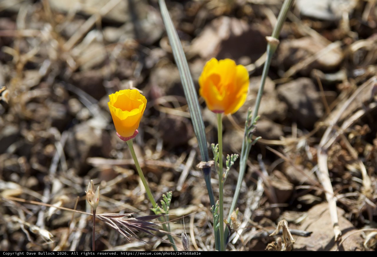 Golden Poppies Blooming in Dry Chaparral Landscape