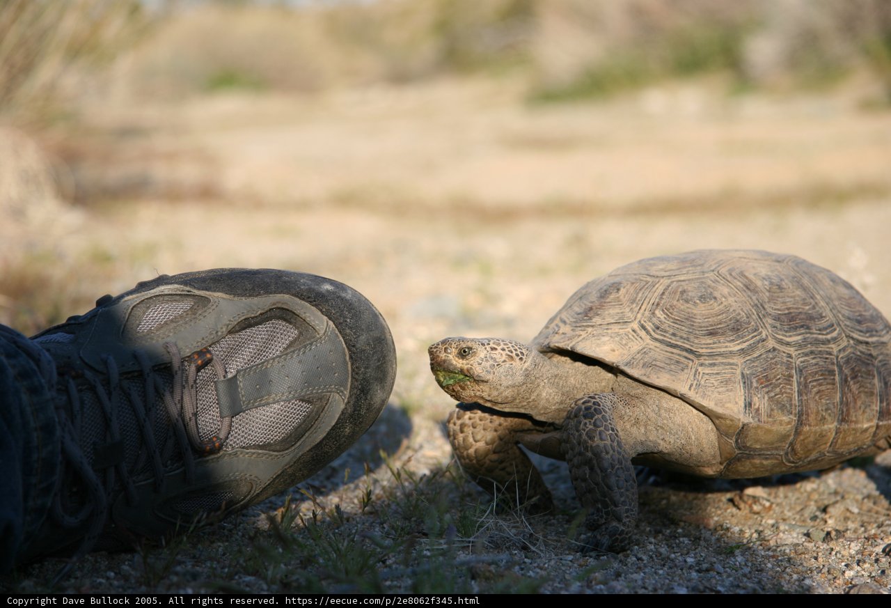 Meeting a Majestic Tortoise