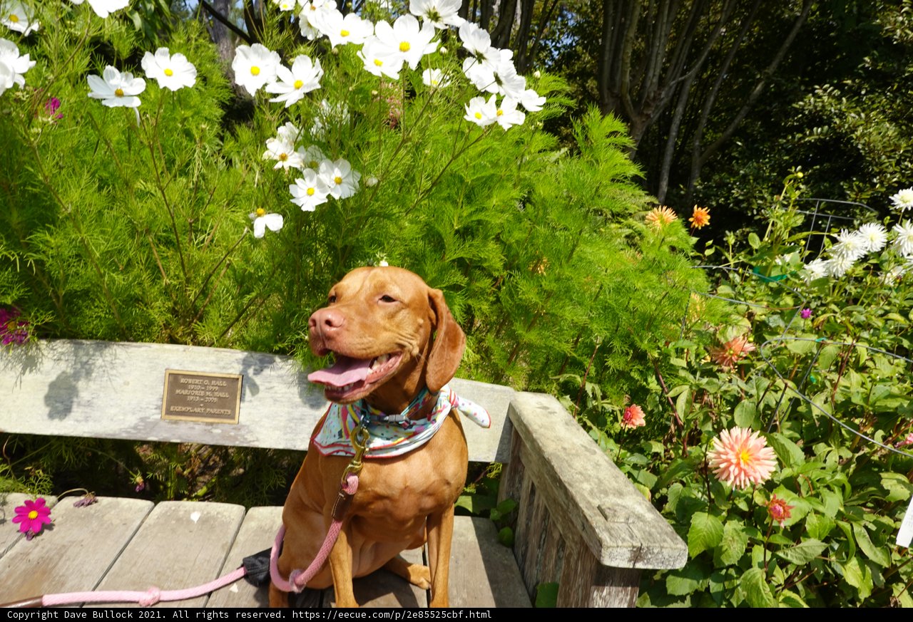 Canine Companion Amongst the Blooms