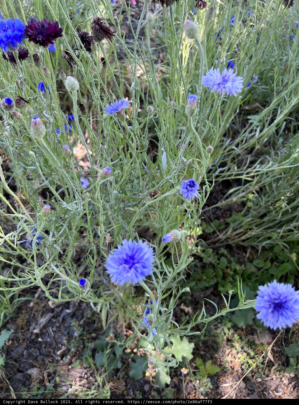 Blooming Bounty in Blue