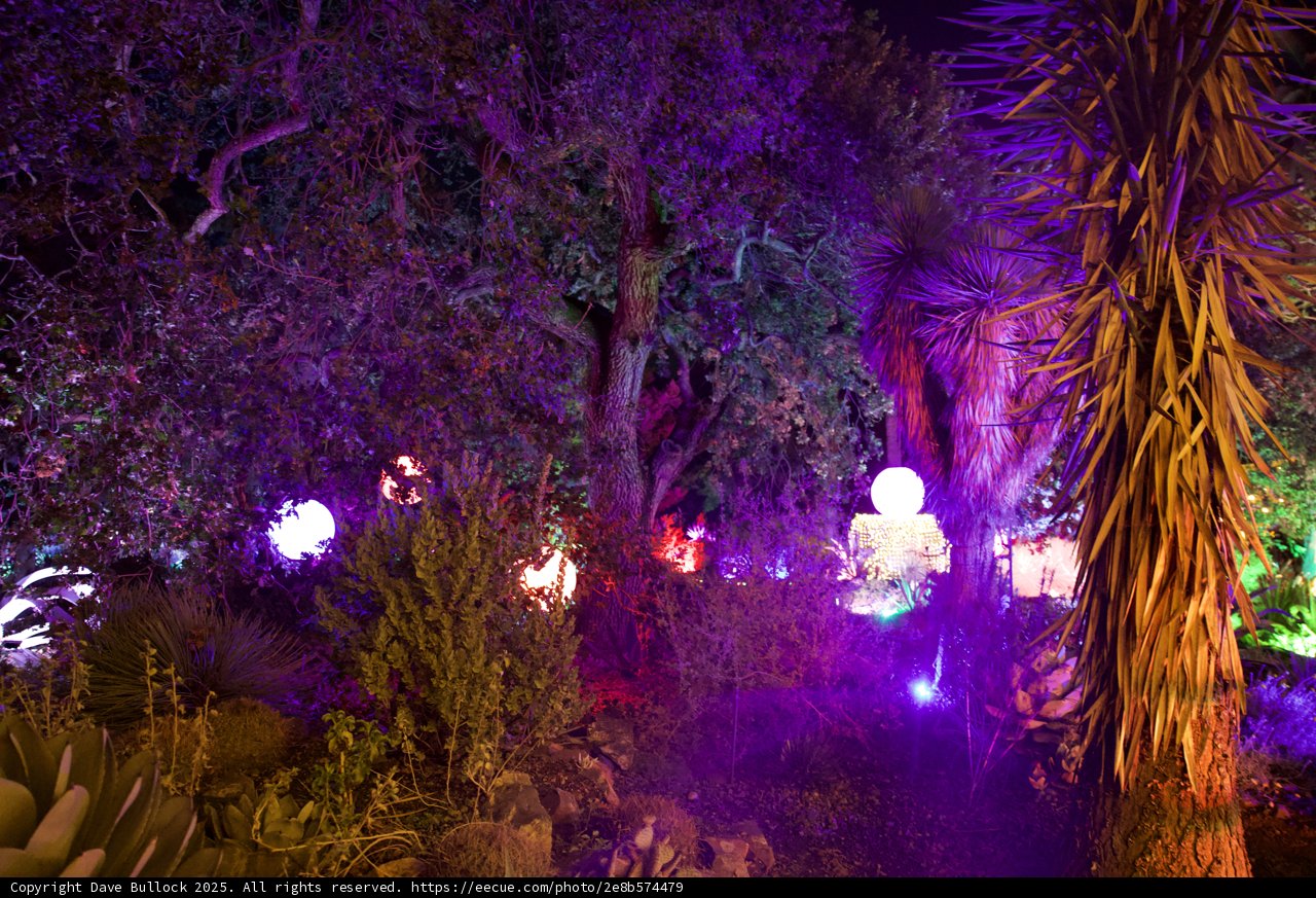 Enchanted Nightfall in the Garden