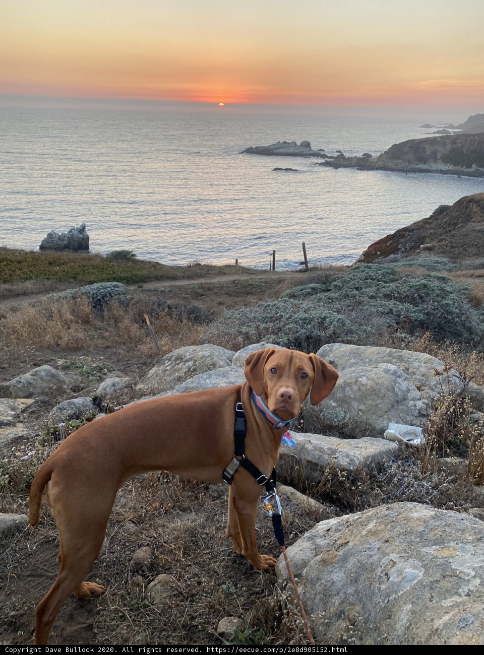 Overlooking the Ocean