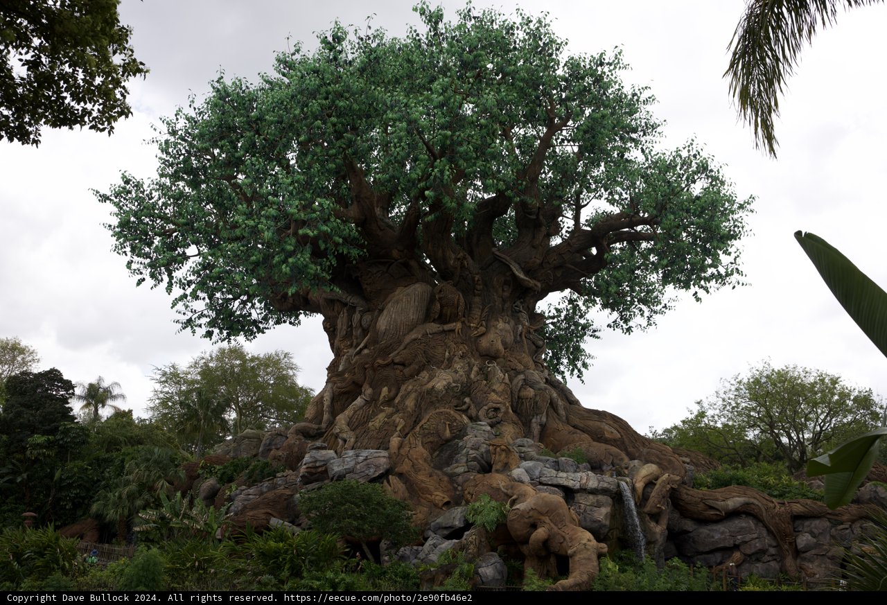 Breathtaking Glimpse of the Tree of Life, Disney's Animal Kingdom, 2024