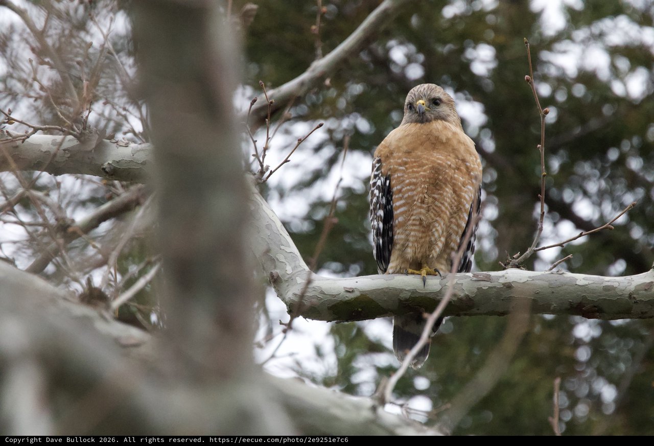 Red-shouldered Hawk Perched on Winter Branch