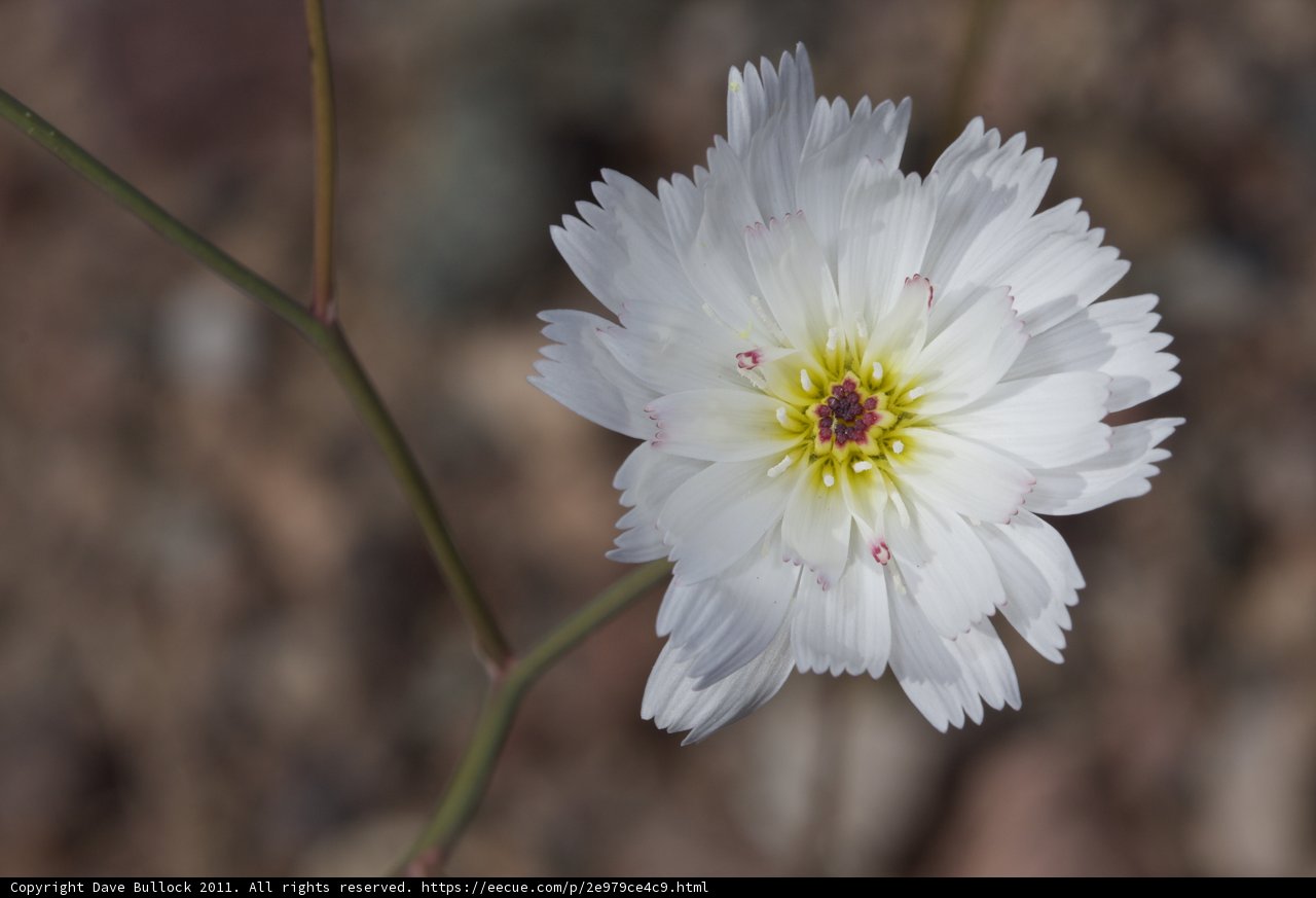 White Daisy on a Rocky Ground