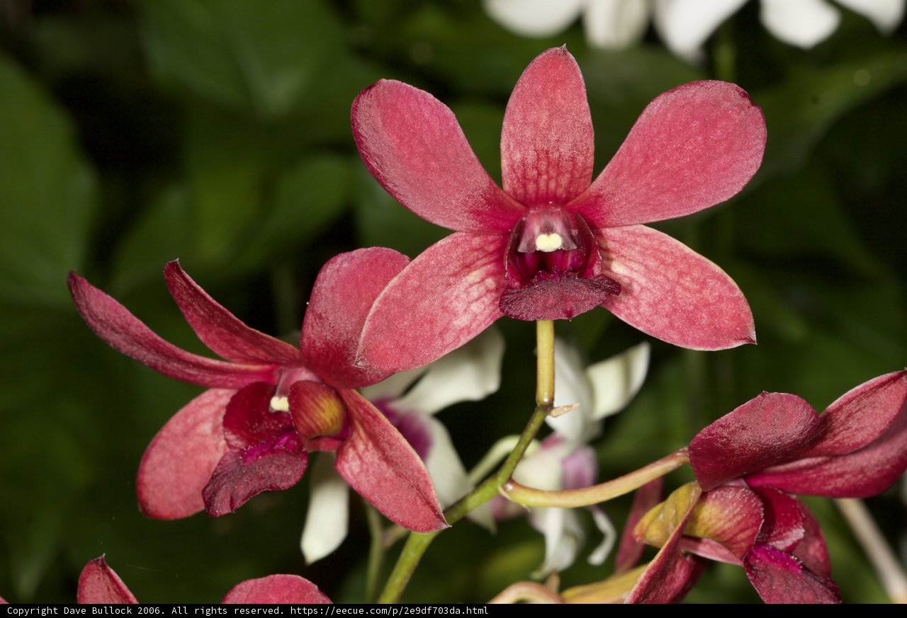 Pink Orchid Beauty