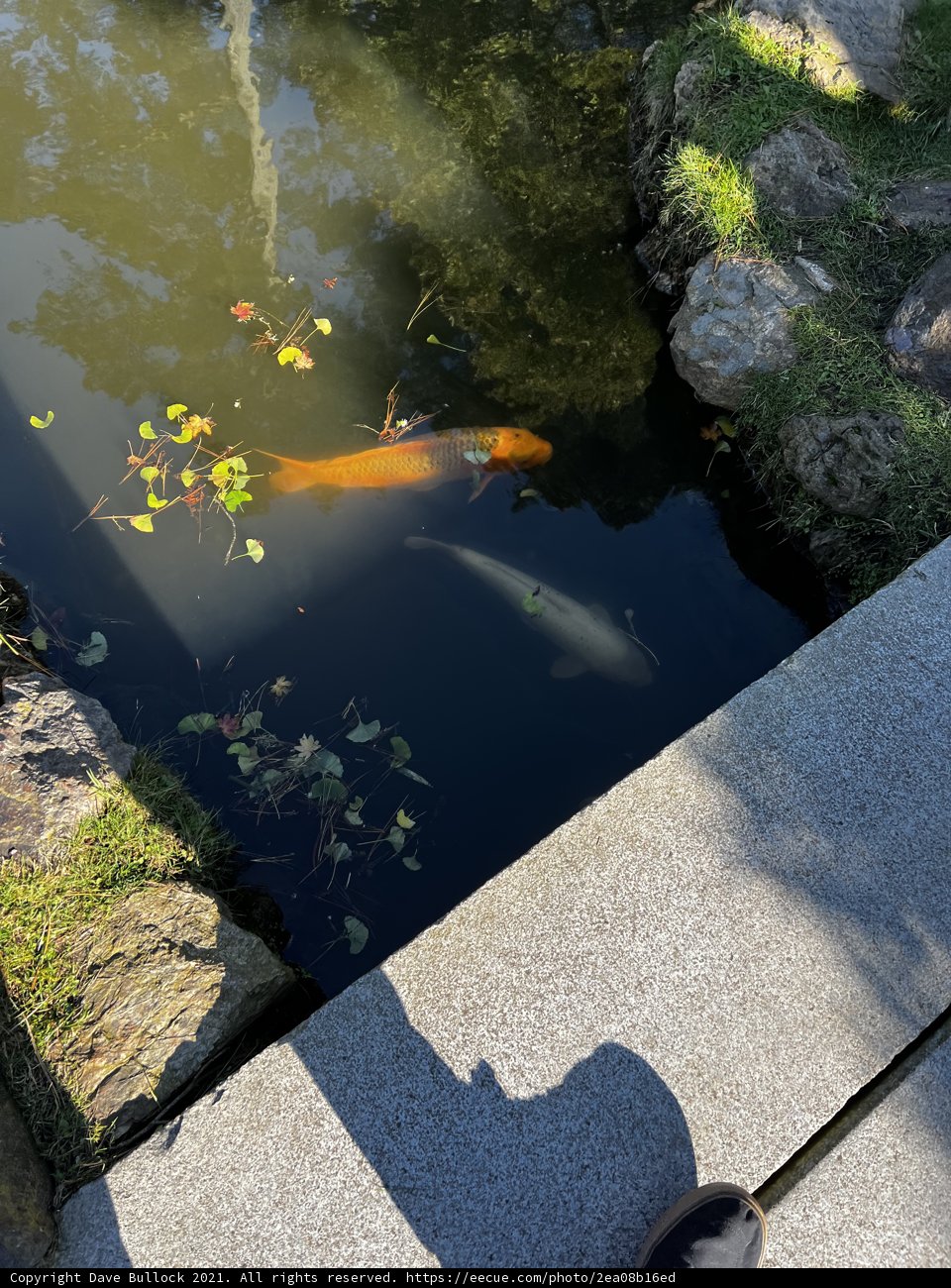 A Peaceful Moment at the Japanese Tea Garden