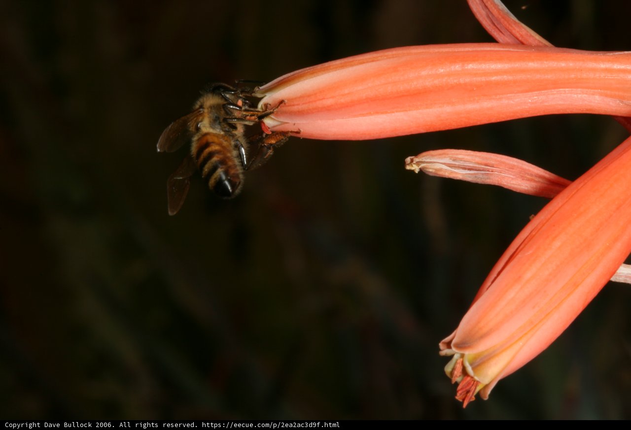 Buzzing Bee on Red Flower