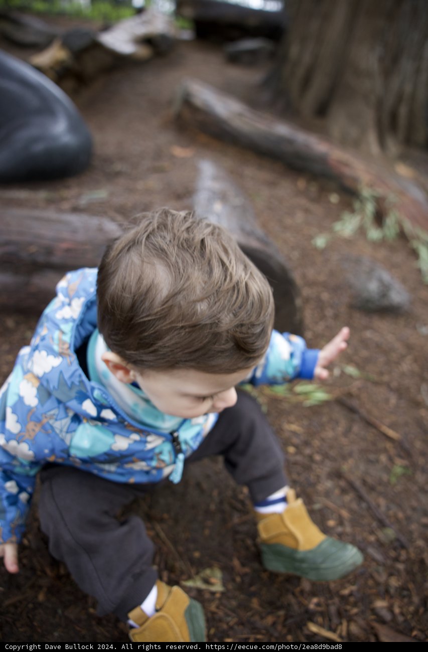 Wesley's Woodland Adventure