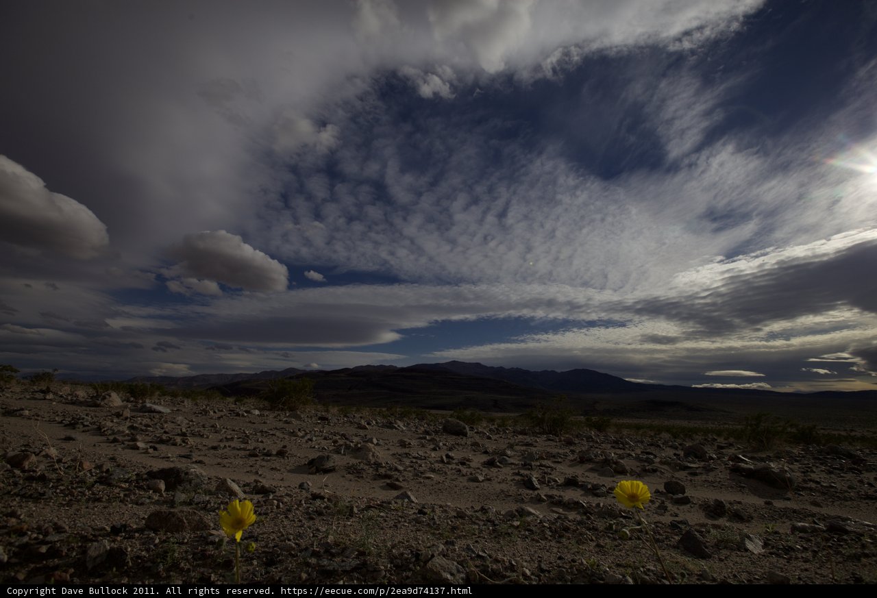 Sunny Bloom in the Desert