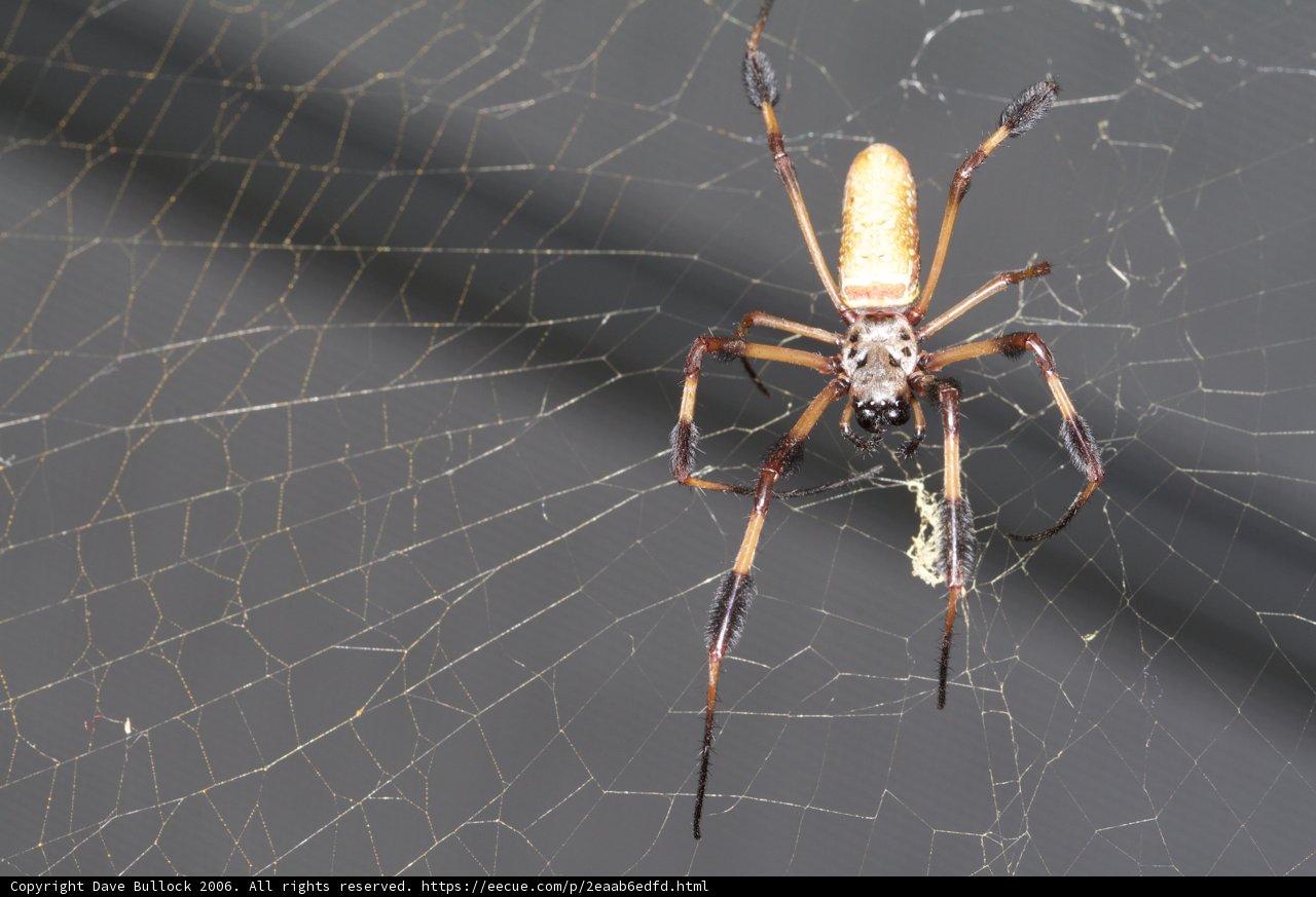 Garden Spider with Long Legs and Tail