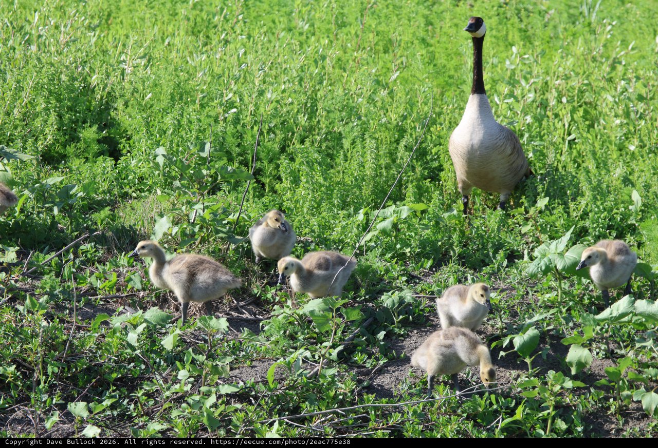 Canada Goose Family Foraging in Spring Wetlands