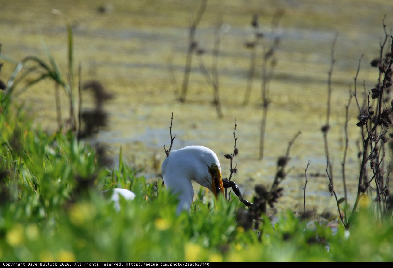 Great Egret Hunting in Wetland Marsh