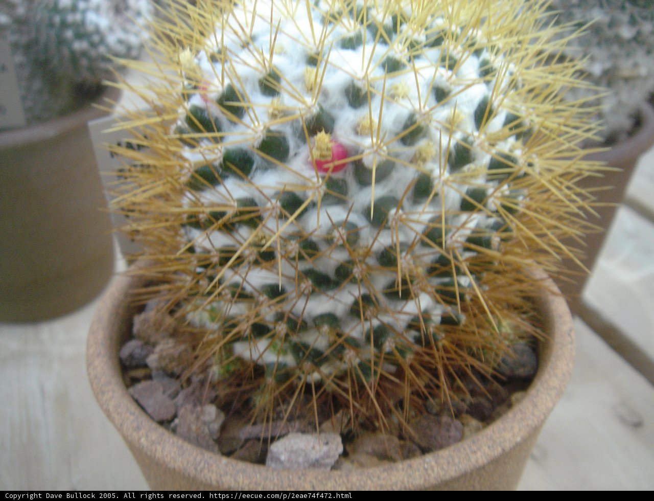 Sunny Spikes