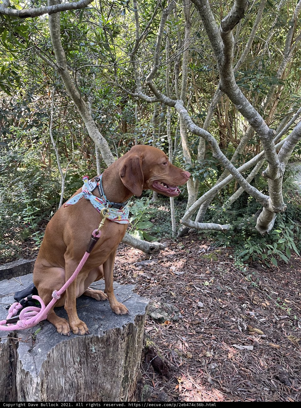 Woodland Pup