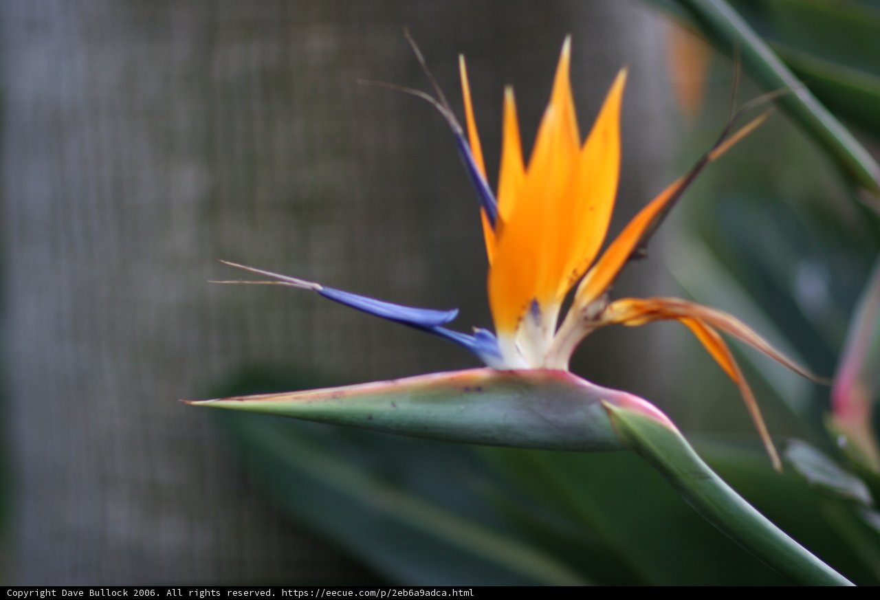 Bird of Paradise Blossoming