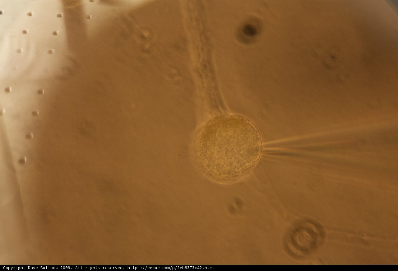 Mystery Object on Brown Surface