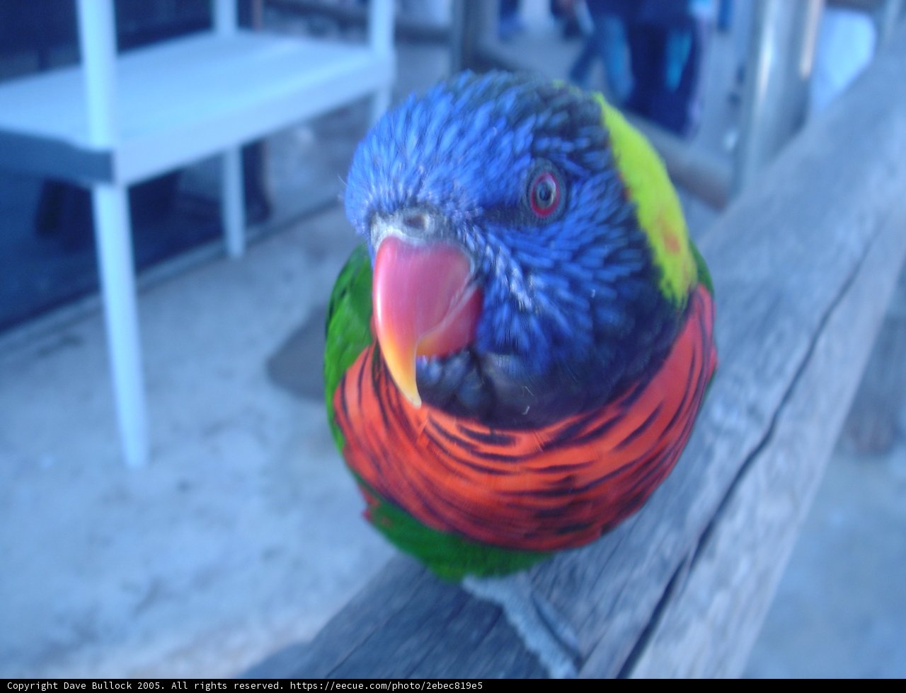 Vibrant Parrot Perched on Wooden Post