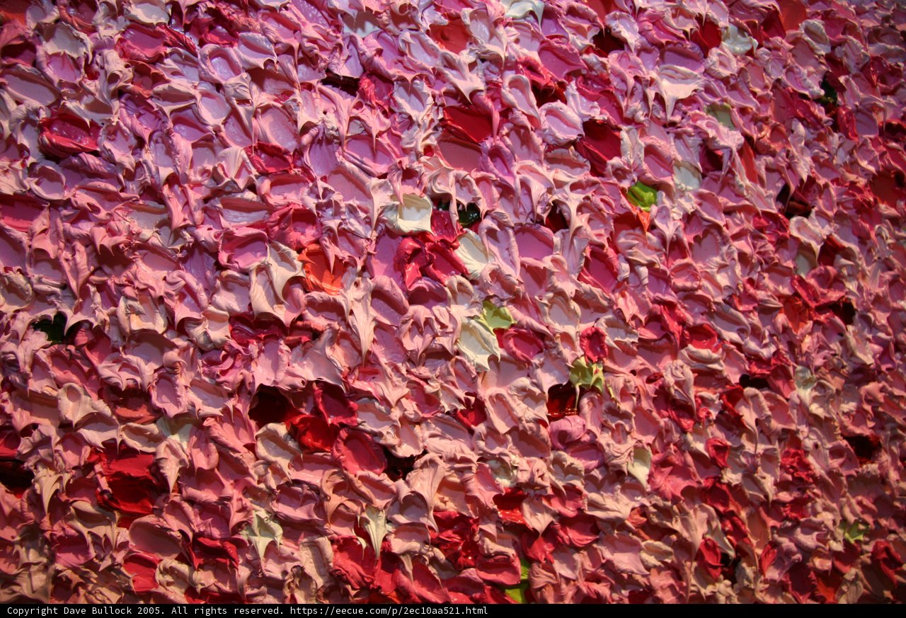 A Wall of Pink Petals