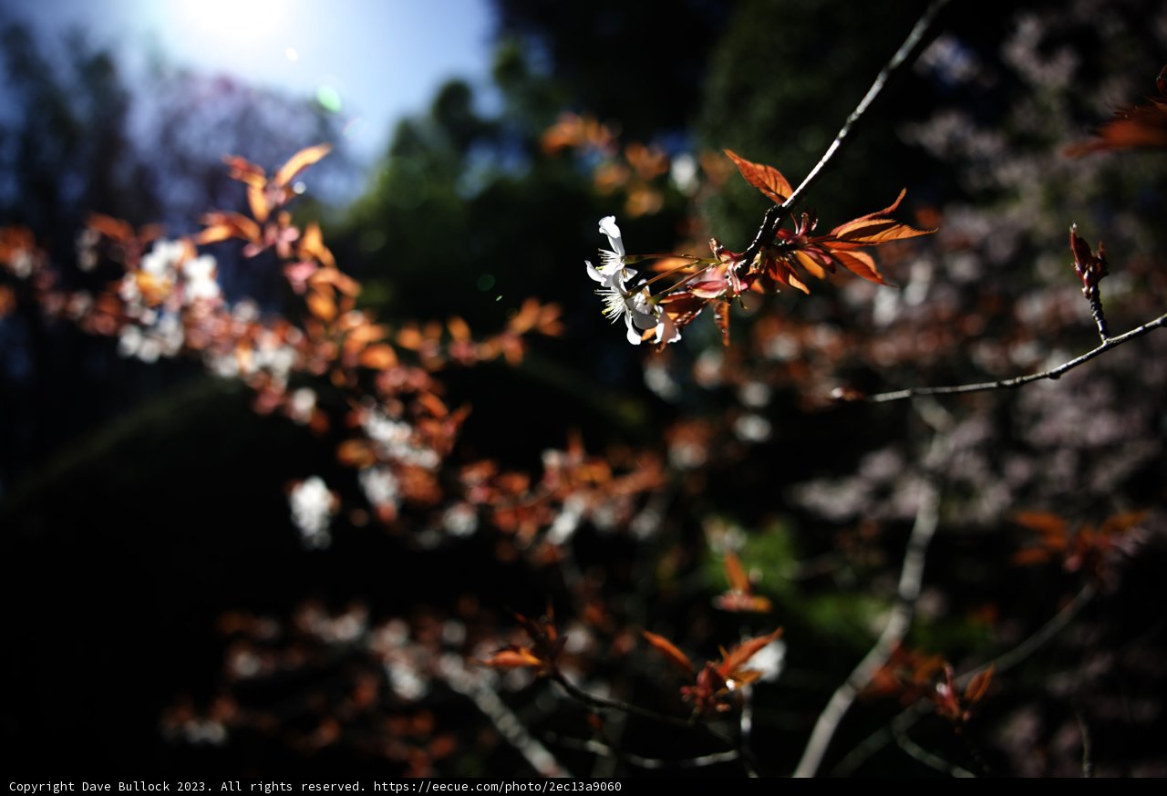Radiant Blossoms at the Japanese Tea Garden