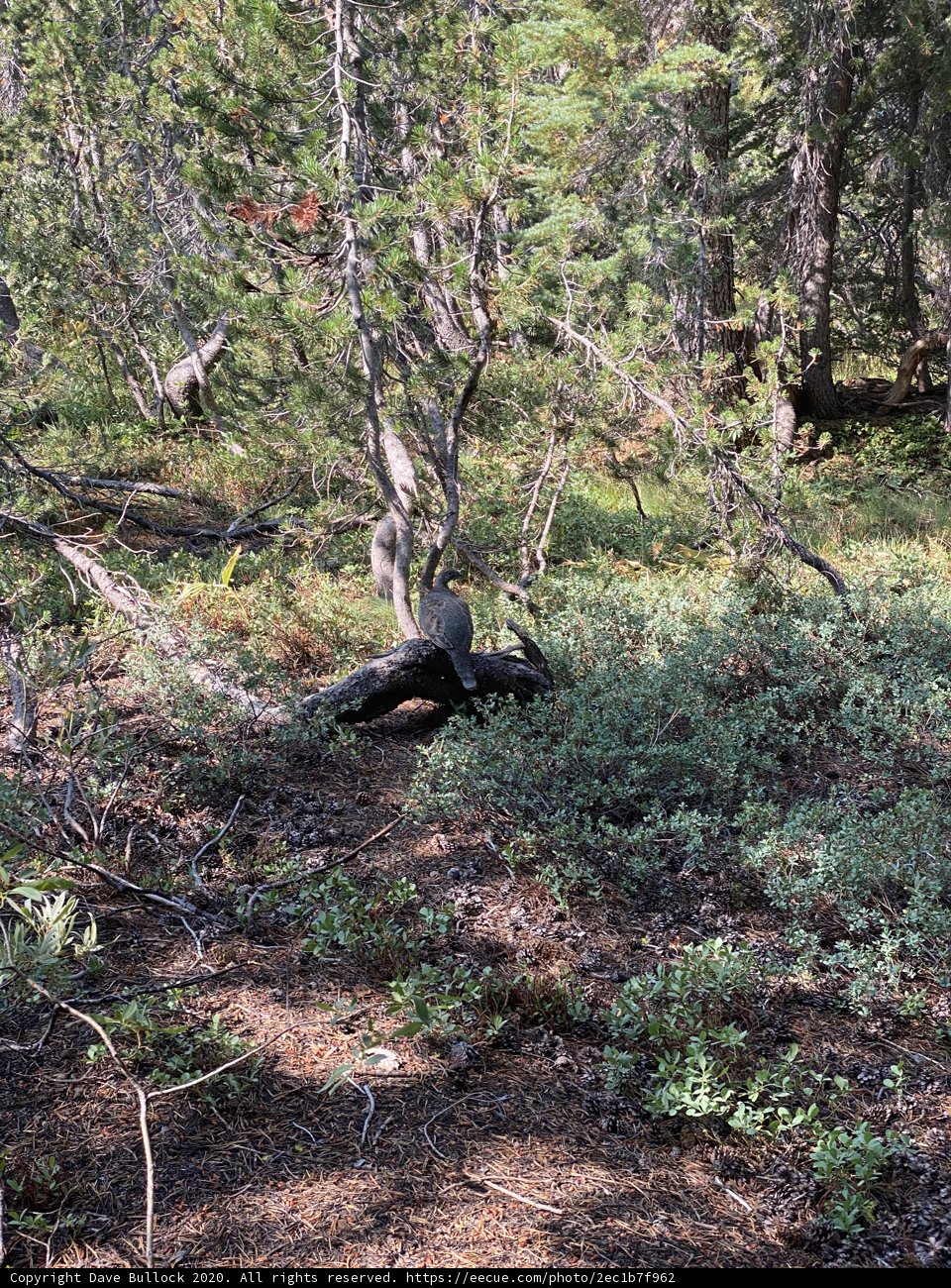 Bear in the Wild