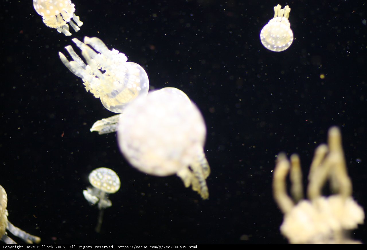 Moonlit Aquatic Creatures