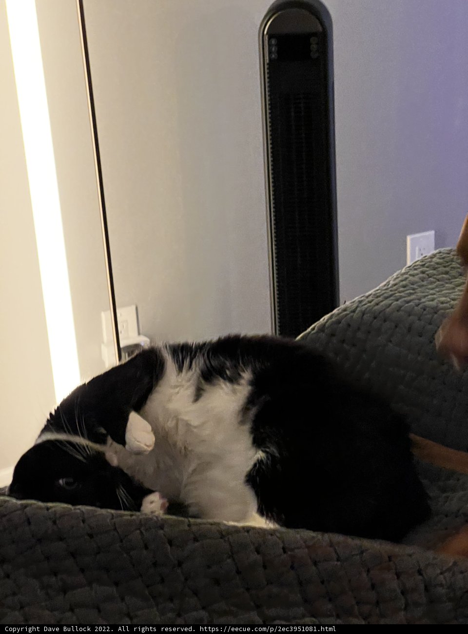 Feline and Canine Coziness