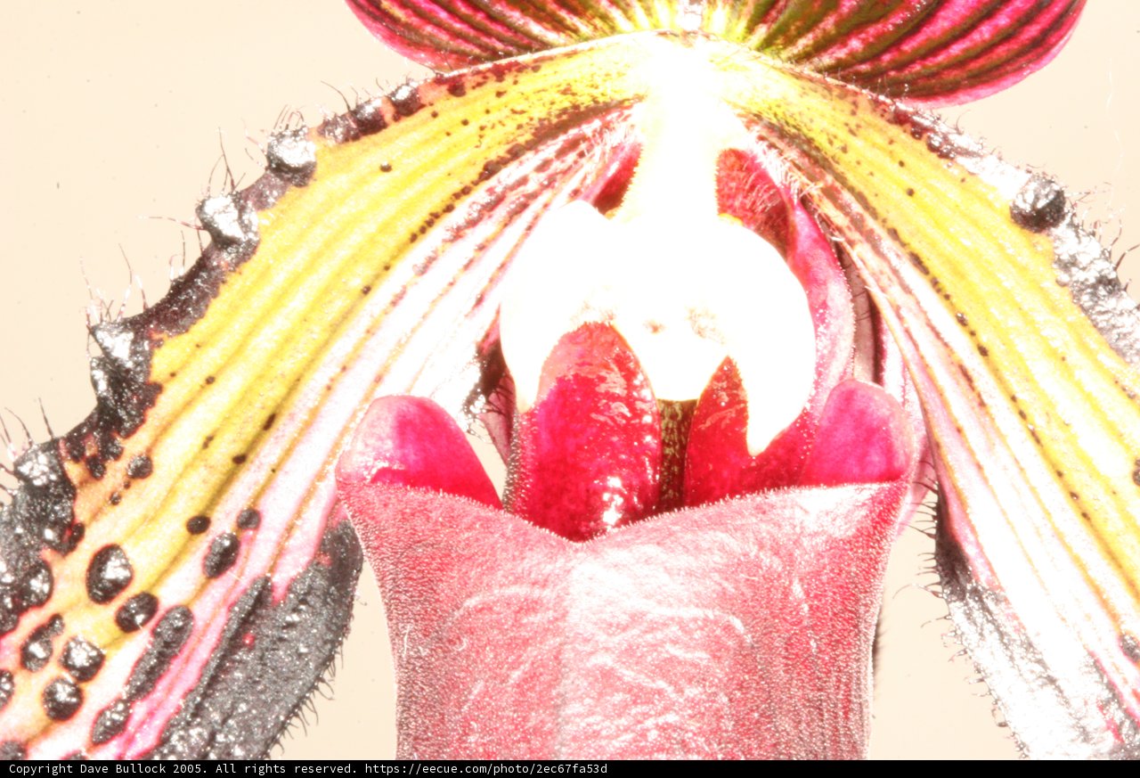 Long-Stemmed Orchid Captured in Close-up